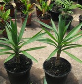 Yuca (baja) (Yucca Elephantipes)